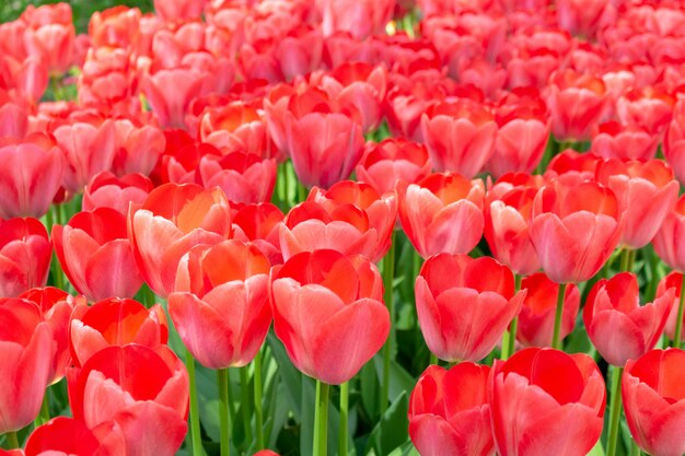 Colorful tulips fresh flowers