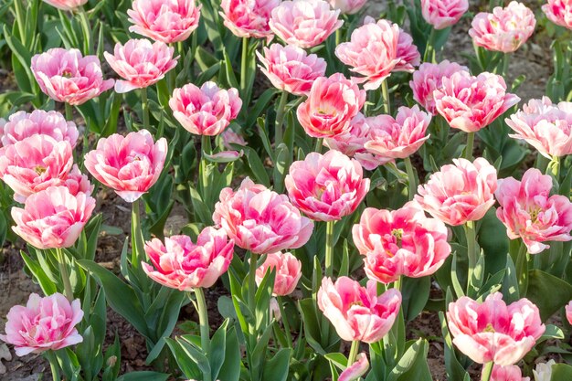 Colorful tulips fresh flowers