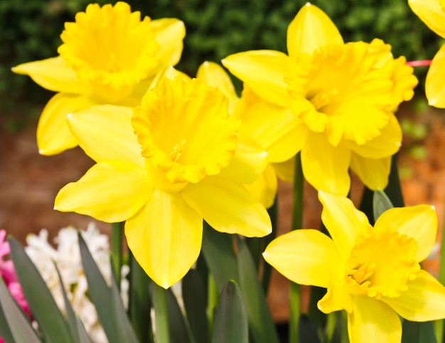 Colorful tulips in garden