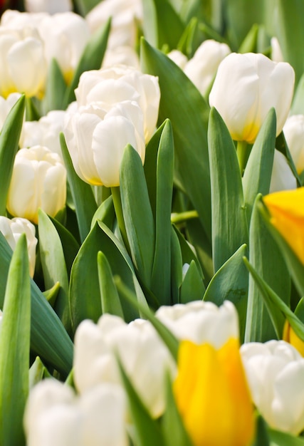 Colorful Tulips in Garden