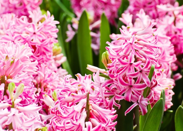 Colorful Tulips in Garden