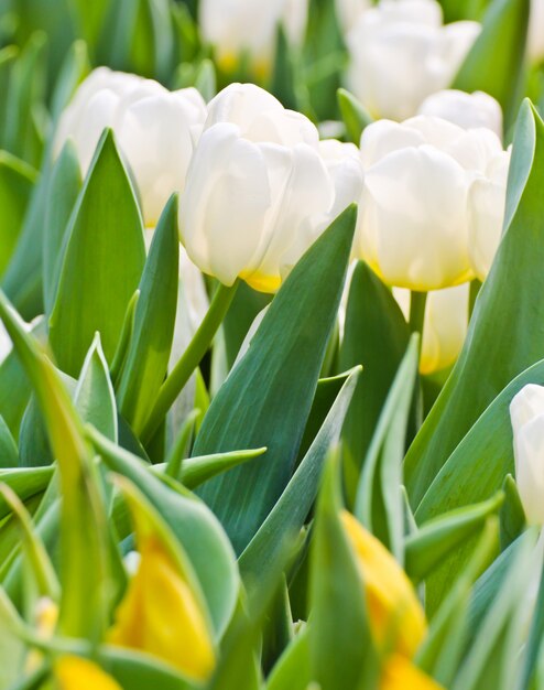 Colorful Tulips in Garden