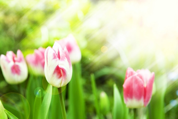 colorful tulips in the gardenother flowers image