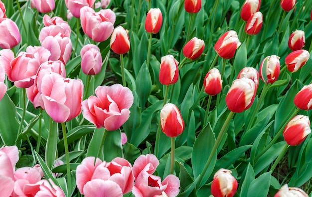 Colorful tulips at the Keukenhof, the Netherlands