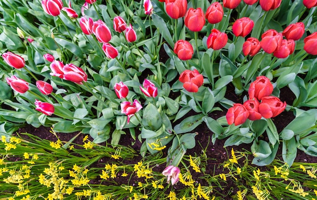 Tulipani colorati al keukenhof, paesi bassi