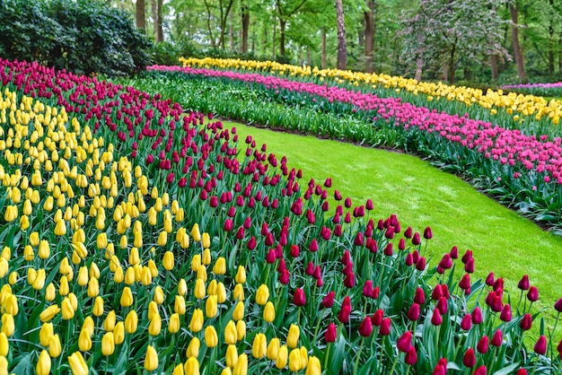 Tulipani colorati al keukenhof, paesi bassi