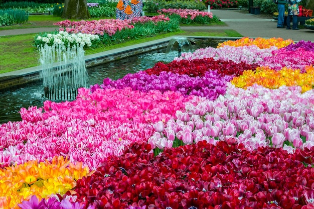 Colorful tulips Keukenhof Park Lisse in Holland