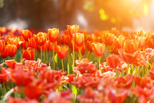 Colorful tulips in the park in Chiang Rai, Thailand