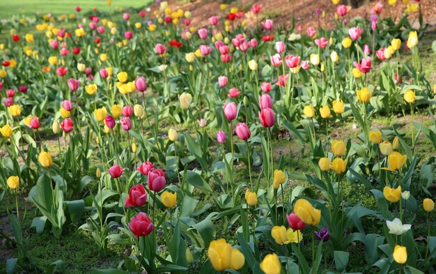 Colorful tulips in the park