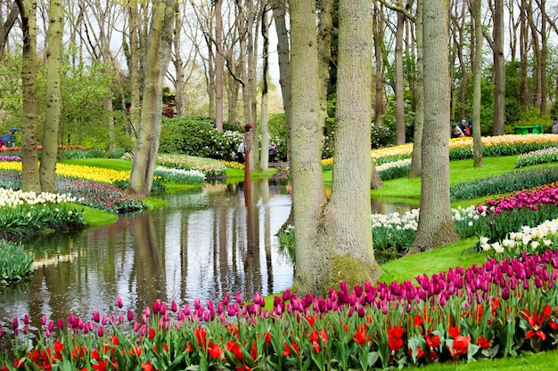 Colorful tulips on the river bank in Keukenhof park in Amsterdam area, Netherlands.