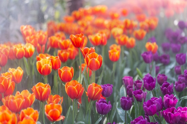 Цветастые тюльпаны тюльпанов растя и зацветая в цветочном саде.