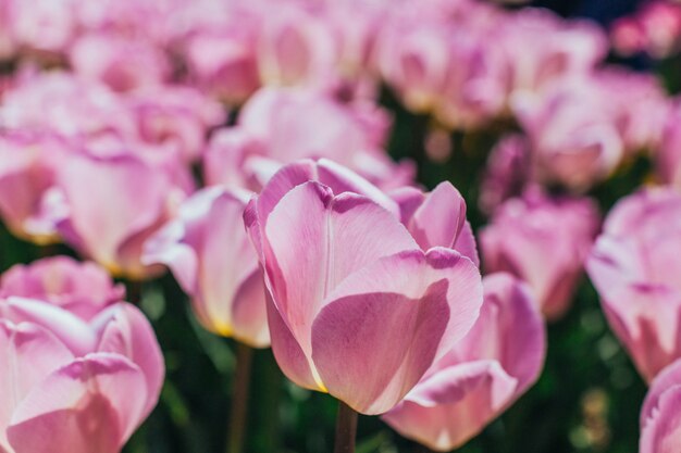 Colorful tulips, tulips in spring