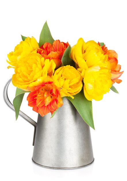 Colorful tulips in watering can