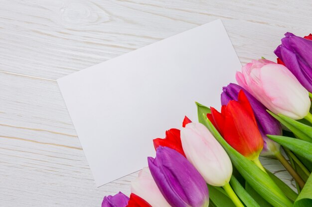 Colorful tulips and white card 