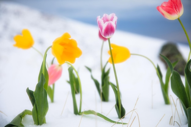 Colorful tulips in winter