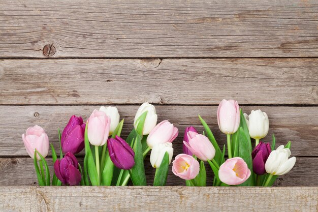 Colorful tulips