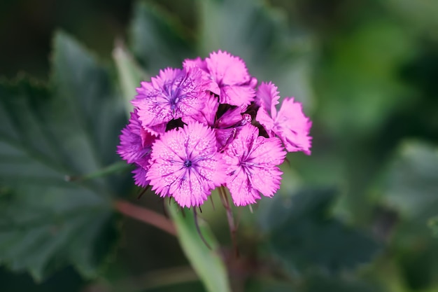 Colorful Turkish carnation flowers