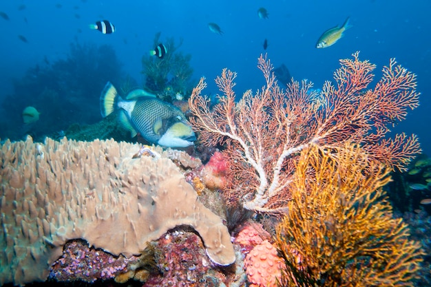 The colorful underwater realms of Raja Ampat, Papua Indonesia