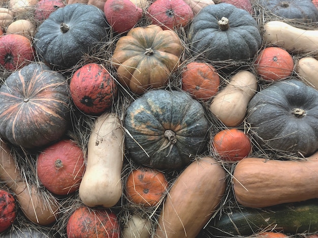 Colorful varieties of pumpkins pumpkin background
