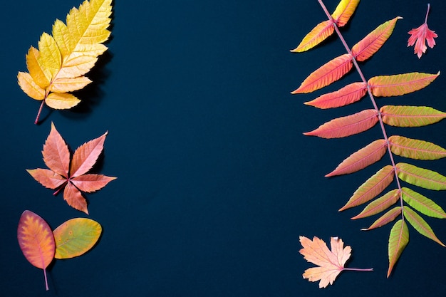 짙은 파란색 배경에 다채로운 다양한 가을 낙엽. 계절 배경 및 질감입니다. 상위 뷰, 복사 공간
