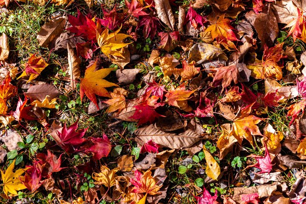 Photo colorful various autumn fallen leaves on the ground dried leaf cover surface of land closeup top