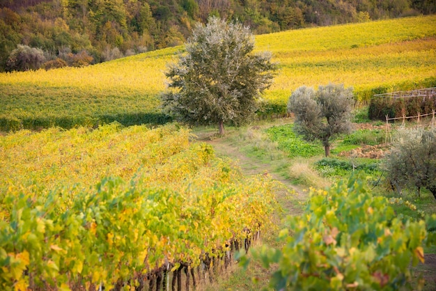Colorful vineyard in autumn agriculture and farming