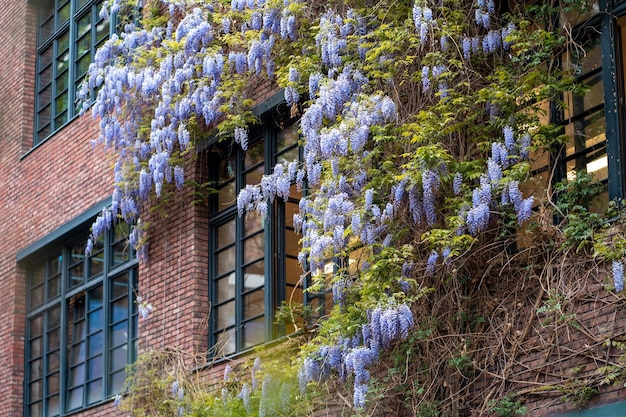 Colorful violet flowers of wistaria plant contrasting with green leaves covering building facade