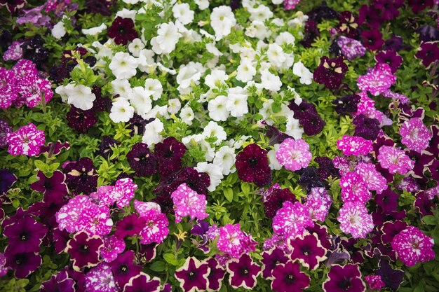 Photo colorful violets in the garden