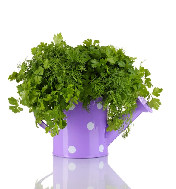 Colorful watering can with parsley and dill isolated on white