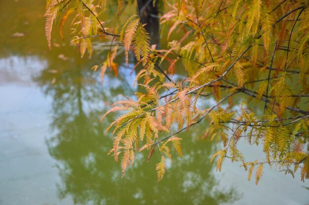 カラフルな冬ハゲヒノキが秋に赤くなる三湾苗栗台湾の美しい庭園