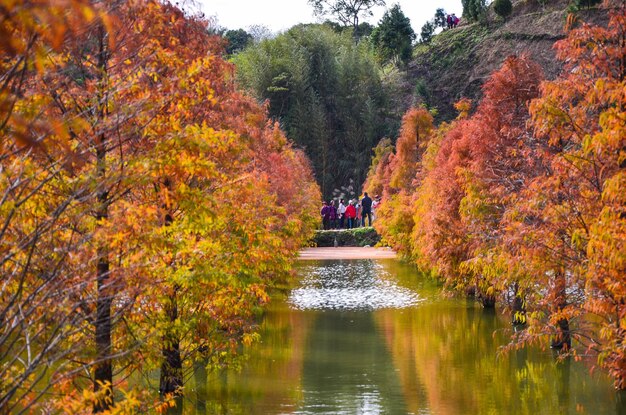 Photo colorful winter bald cypress turning red in autumn at a beautiful garden in sanwan miaoli taiwan