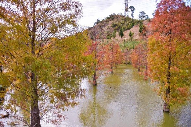 Colorful winter Bald Cypress Turning Red In  Autumn At A Beautiful Garden In Sanwan, Miaoli, Taiwan