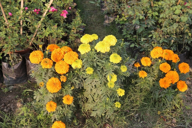 Foto un giardino di fiori invernali colorati