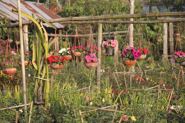 A colorful winter flower garden