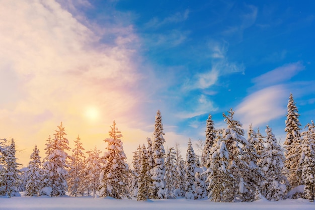 다채로운 겨울 일몰 북부 자연 눈 덮인 숲 풍경 전나무는 눈과 아름다운 하늘을 덮었습니다