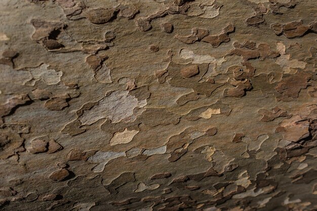 Colorful wood bark texture camouflage