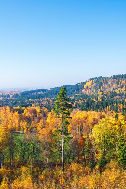 Photo colorful woodland landscape view with a high pine tree