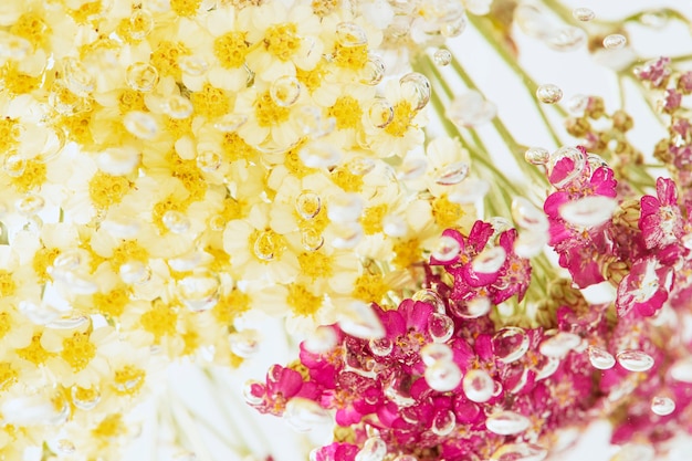 Colorful yarrows flowers with air bubbles