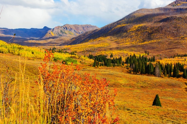 Красочная желтая осень в Колорадо, США. Осень.