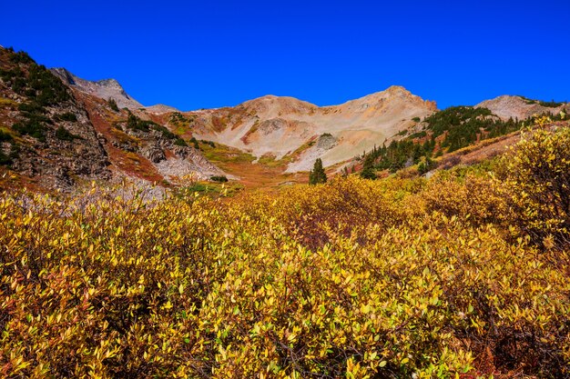 Colorful yellow autumn in colorado, united states. fall season