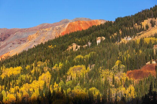 Colorful yellow autumn in Colorado, United States. Fall season.