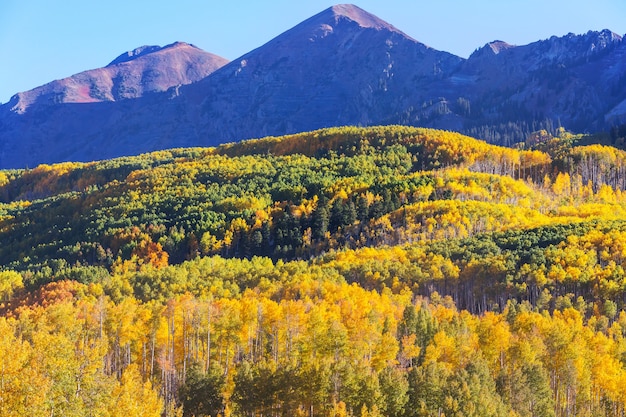 Colorful yellow autumn in Colorado, United States. Fall season.