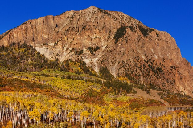 Colorful yellow autumn in Colorado, United States. Fall season.