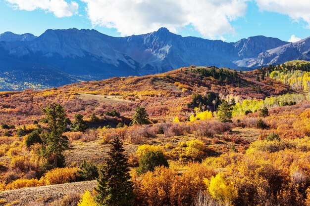 Colorful yellow autumn in Colorado, United States. Fall season.