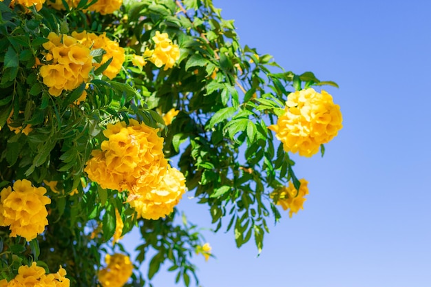 The colorful yellow lantana camara blooms in the garden in clear weather in a wooden flower bed concentration of floristry growing flowers