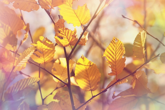 Colorful yellow leaves in Autumn season. Close-up shot. Suitable for background image.