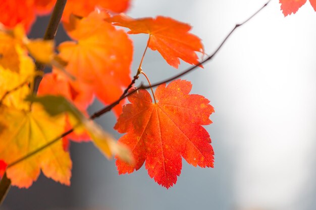 Colorful yellow leaves in Autumn season Closeup shot Suitable for background image