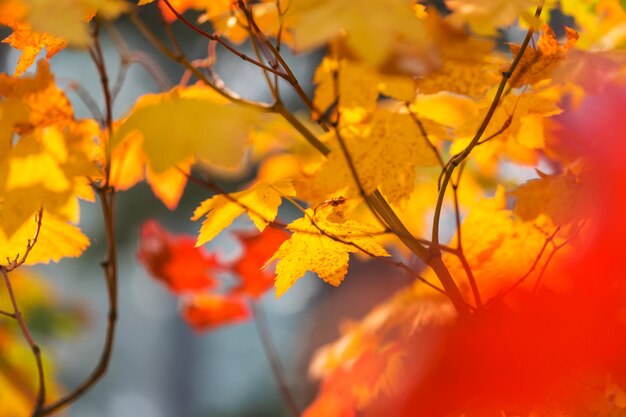 Colorful yellow leaves in autumn season closeup shot suitable for background image