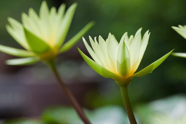 Colorful yellow lotus