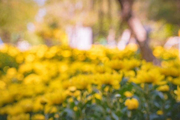 カラフルな黄色とオレンジ色の菊の花が農場に咲く黄色い菊の花のクローズアップ花びらの自然なパターン使用された選択的な焦点